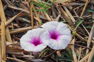 Delicate Twin Blooms Amidst Nature Golden Straw Bed photo