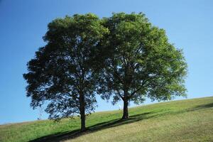 Couple og old big tress grow on the hill with clear blue sky in background photo