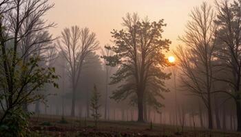 misty forest at dawn photo