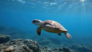 Sea turtle swimming slowly in blue underwater, peaceful ocean wildlife moment photo