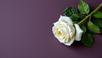 White rose with green leaves on solid background, flat lay, minimal floral elegance photo