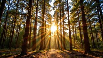 Sunlight through forest trees creating glowing natural archway photo