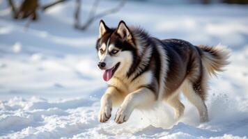 a siberian husky bounding through fresh powder snow. photo