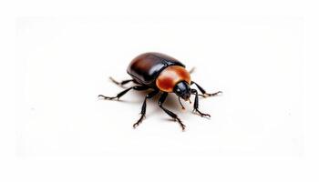 Photo of a Japanese beetle on white background.