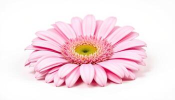 isolated gerbera flowers, clean white background, floral simplicity photo