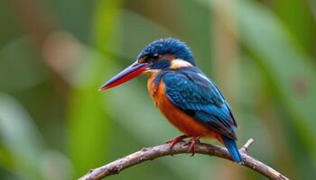 Common kingfisher bird, vibrant feather detail from wetlands wildlife photography photo