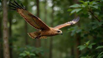 orange hawk in flight, gliding through green forest, majestic wildlife in motion photo