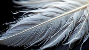 White feathers on black background, soft and elegant contrast macro close up photo