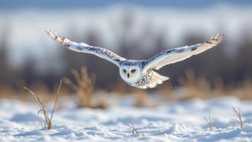 a snowy owl gliding low over a frozen landscape. photo