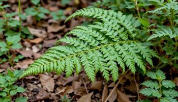 ferns unfolding in spring photo