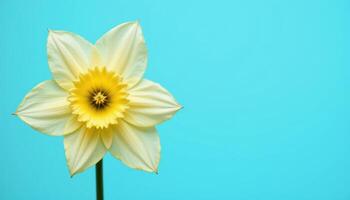 Yellow and white daffodil flower close up on bright blue background, copy space for text, floral celebration concept photo