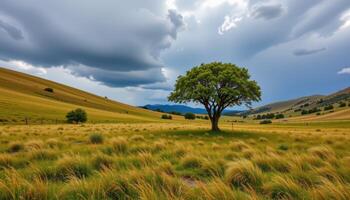 solitary tree in a grassy valley under a dramatic sky. photo