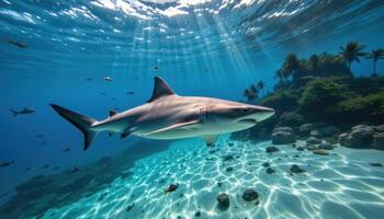 Underwater scene of a shark gracefully swimming near a tropical island, showcasing marine beauty and oceanic wonder. photo