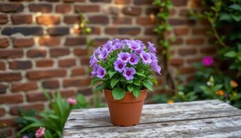 violet flower pot set on rustic wooden table against brick wall garden background, cozy natural outdoor scene photo