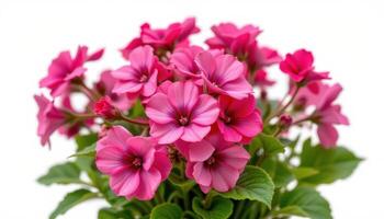 Sweet William flower in a pot isolated on white background, clean product style image photo