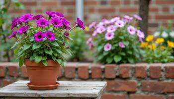 Violet flower pot on table on brick wall background in garden. photo. photo