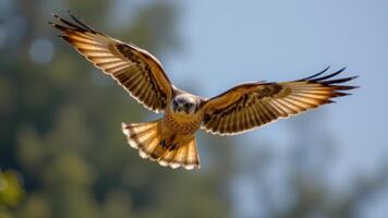 a falcon in mid dive, feathers ruffled, talons extended. photo