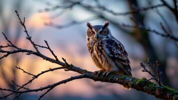 an owl perched on a mossy branch during twilight, intense gaze. photo