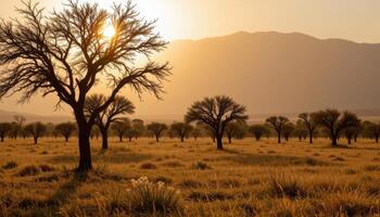 sunlit savanna with acacia trees and distant mountains photo