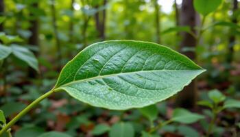 close up nature view of fresh green leaf against lush blurred background, natural organic pattern, calm forest atmosphere, photo. photo