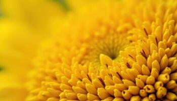 sunflower macro blank space, photo. photo