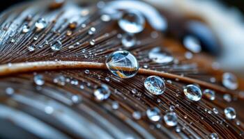 Water droplets on bird feather, highlighting light reflection and liquid delicacy in macro view photo