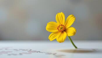 Macro buttercup flower in bloom, yellow petals and soft background with space photo