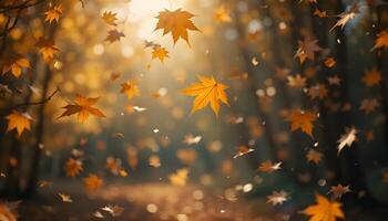Falling maple leaves in an autumn forest with sunlight shining through photo