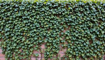 a wall of ivy photo