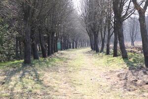 A Tranquil TreeLined Pathway Meandering Through Nature in the Heart of Early Spring photo