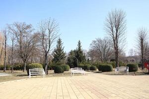 A Serene Park Featuring Benches Surrounded by Beautiful Trees on a Clear and Bright Day photo
