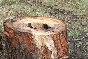 Weathered Tree Stump Located in a Beautiful Natural Setting Surrounded by Natures Splendor photo