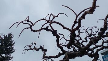 The Intricate Patterns Found Within a Twisted Tree Branch, Showcasing Natures Beauty photo