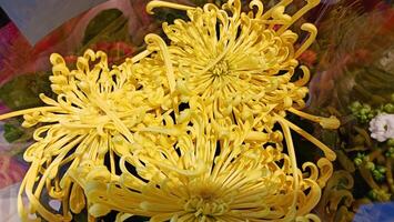 Behold the Vibrant Yellow Chrysanthemum Blooms in Full Display, a feast for the eyes photo
