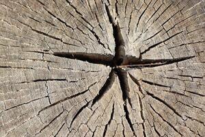 A Captivating CloseUp of a Beautifully Weathered Tree Stump Featuring Intricate Patterns photo