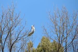 A white fabric hangs in a tree against a clear blue sky, creating an artistic atmosphere photo