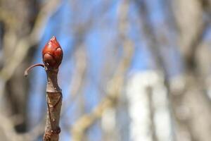 The beautiful sight of a spring bud blooming vibrantly on a tree branch under a bright blue sky photo