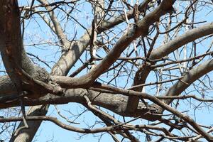 The Intricate, Twisted Branches of a Leafless Tree Stand Out Against a Beautiful Clear Sky photo