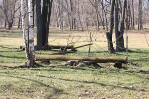 Experience the beauty of a serene forest scene showcasing fallen logs and bare trees all around photo