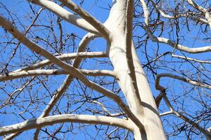 A Beautiful Birch Tree with its Exposed Branches Standing Out Against a Clear Blue Sky photo