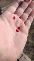 Vibrant and Striking Red Seeds Held in the Hand, Perfectly Set in a Natural Outdoor Environment photo