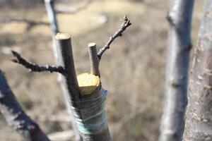 A closeup view of a tree trunk showcasing cut branches along with ties for support photo