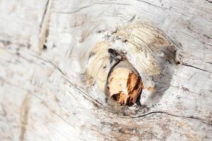 A CloseUp View of Tree Bark Featuring a Knot, Showcasing Its Beautiful Natural Texture photo
