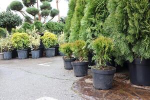 A Display Showcasing an Array of Beautifully Arranged Potted Green Plants in a Nursery Setting photo