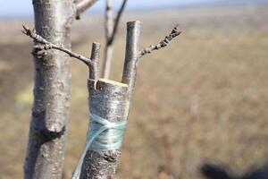 Demonstration of the Tree Grafting Technique Being Implemented on a Young Tree Specimen photo