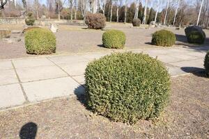 Beautifully Trimmed Shrubs in a Peaceful Park Landscape Setting for Relaxation and Serenity photo