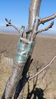The detailed process of tree grafting utilizing plastic wrap for optimal results and care photo