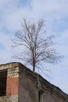 A Lonely Tree Persistently Growing from the Abandoned Roof of a LongForgotten Structure photo