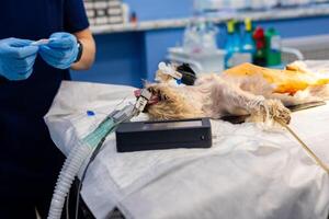 A dog laying on a table with a tube in its mouth photo
