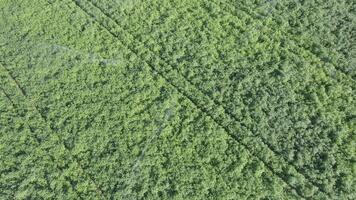 aerial footage with a drone in zenithal plane of a potato crop field irrigated with sprinklers in summer video